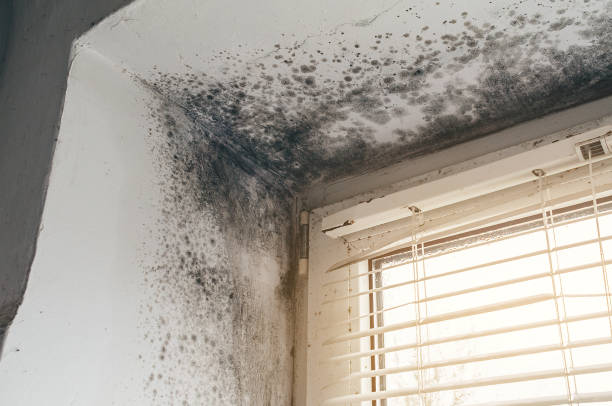Trusted Black Mold Removal service in Palatine, IL - Cheap Mold Removal