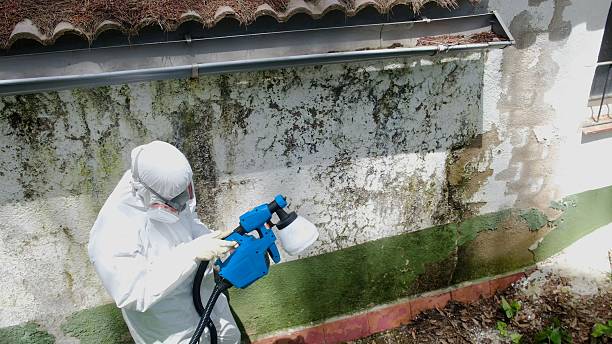 Trusted Mold Inspection service in Palatine, IL - Cheap Mold Removal